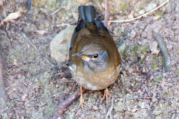 Pale Thrush 都田総合公園 Tue, 1/3/2023