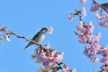 Russet Sparrow 埼玉県 Mon, 3/26/2018