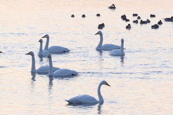 Whooper Swan Unknown Spots Sun, 1/8/2023