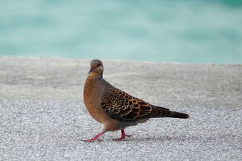 Oriental Turtle Dove(stimpsoni) 瀬長島 Wed, 1/4/2023