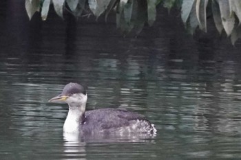 2023年1月7日(土) 大阪府の野鳥観察記録