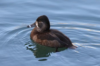 Ring-necked Duck 横浜市内 Sun, 1/8/2023