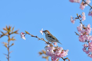 Russet Sparrow 埼玉県 Mon, 3/26/2018
