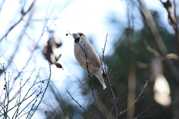 Hawfinch Kodomo Shizen Park Sun, 1/8/2023