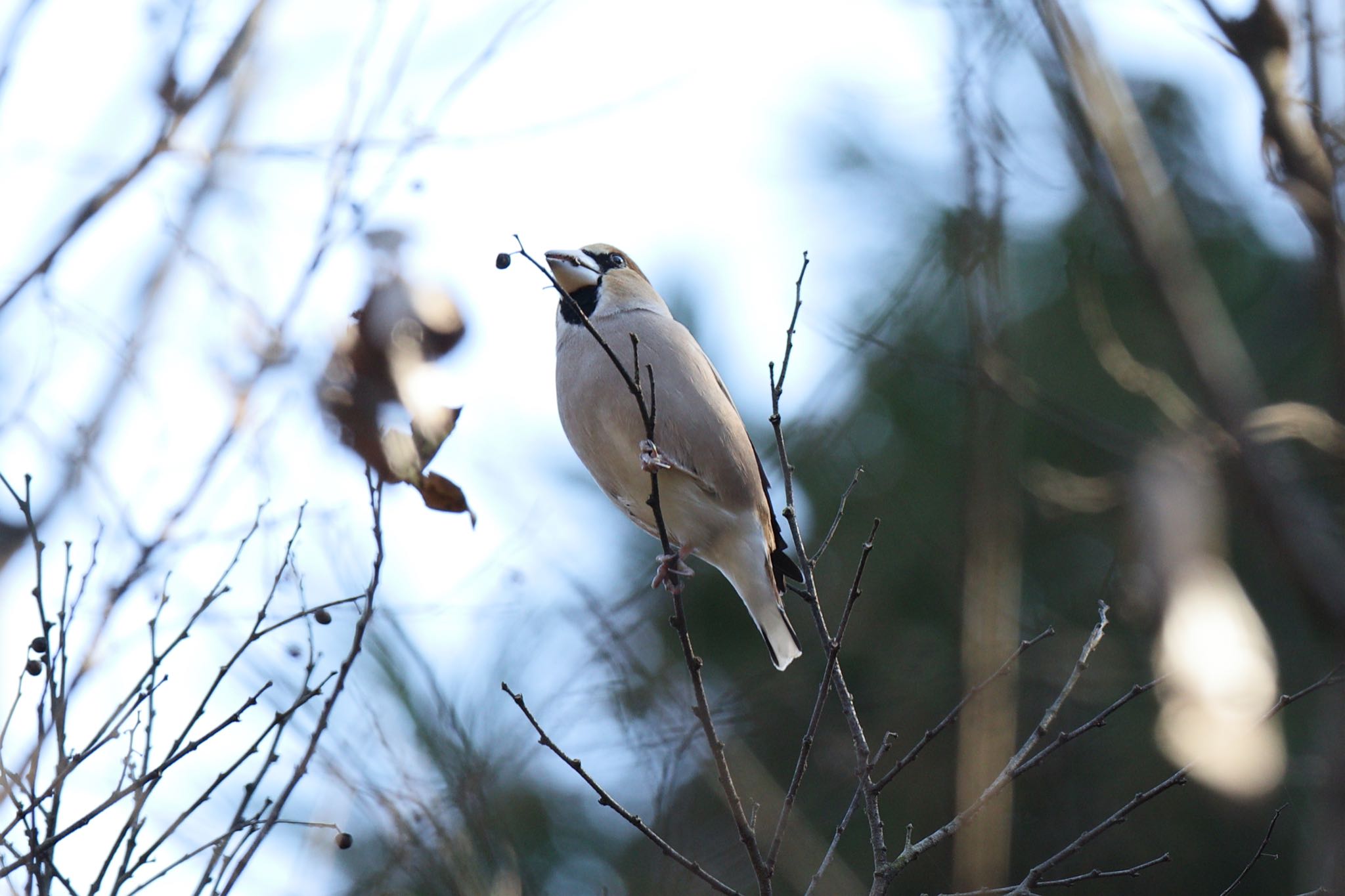 Photo of Hawfinch at Kodomo Shizen Park by こぐまごろう