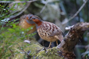 Chinese Bamboo Partridge Kodomo Shizen Park Sun, 1/8/2023