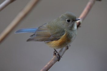 Red-flanked Bluetail Kodomo Shizen Park Sun, 1/8/2023