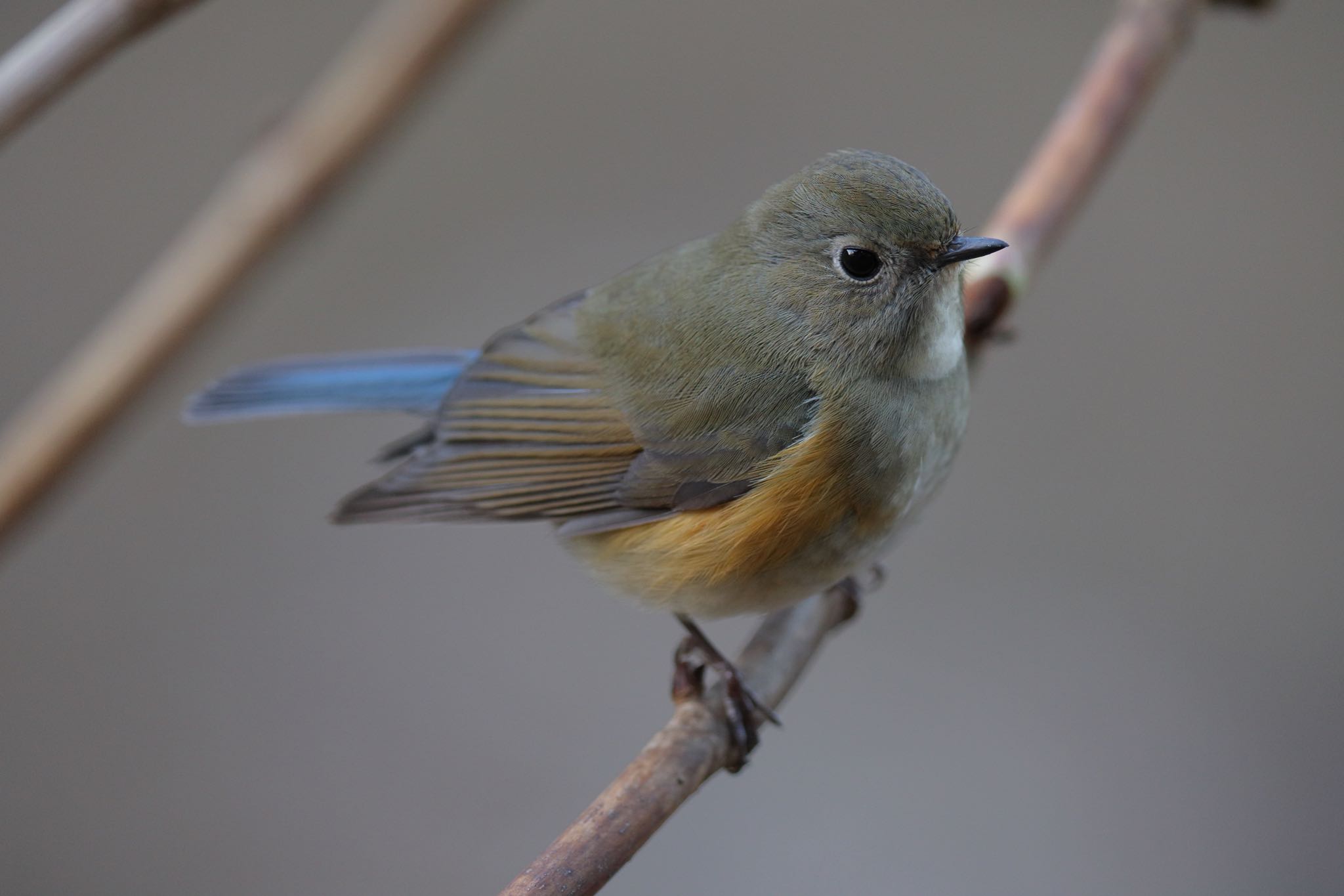 Photo of Red-flanked Bluetail at Kodomo Shizen Park by こぐまごろう