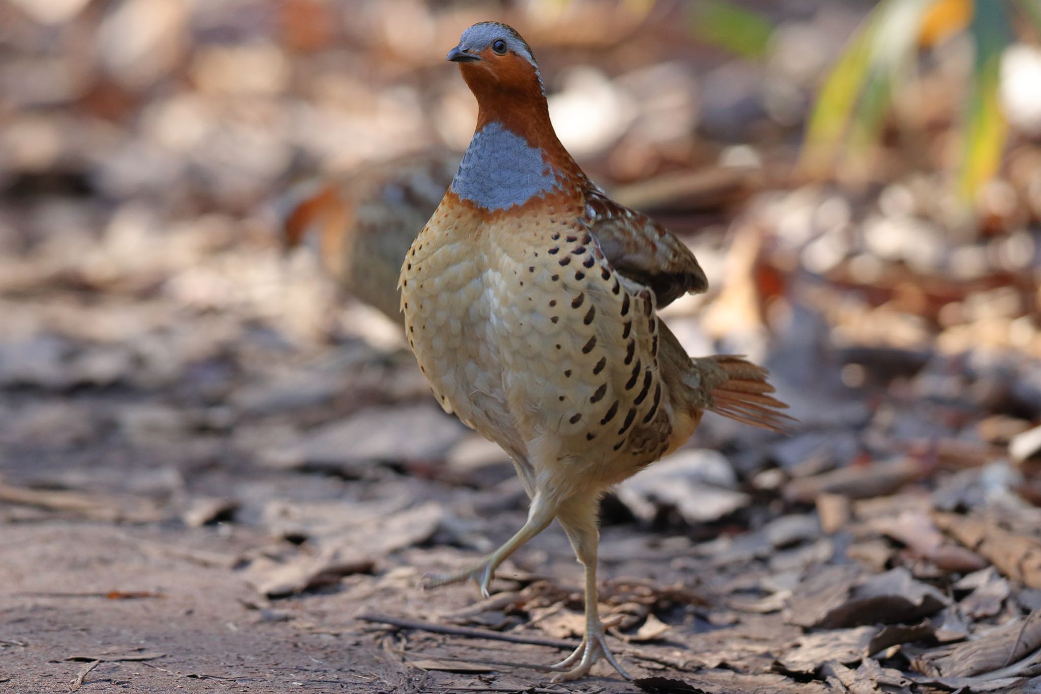 Photo of Chinese Bamboo Partridge at Kodomo Shizen Park by こぐまごろう