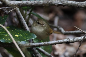 Japanese Bush Warbler Kodomo Shizen Park Sun, 1/8/2023