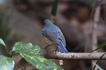 Red-flanked Bluetail Kodomo Shizen Park Sun, 1/8/2023