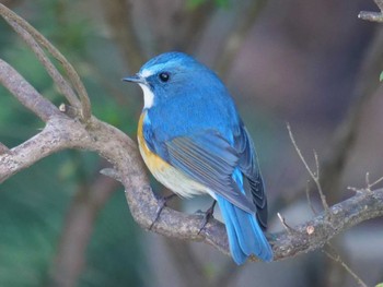 Red-flanked Bluetail 松戸 Sun, 1/8/2023