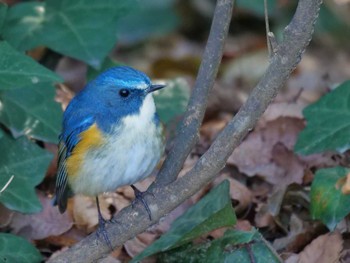 Red-flanked Bluetail 松戸 Sun, 1/8/2023