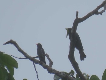 Violet Cuckoo ミンダナオ島 Mon, 3/19/2018