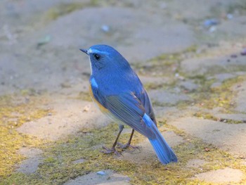 Red-flanked Bluetail 松戸 Sun, 1/8/2023