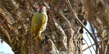 Japanese Green Woodpecker Mt. Takao Sun, 1/8/2023