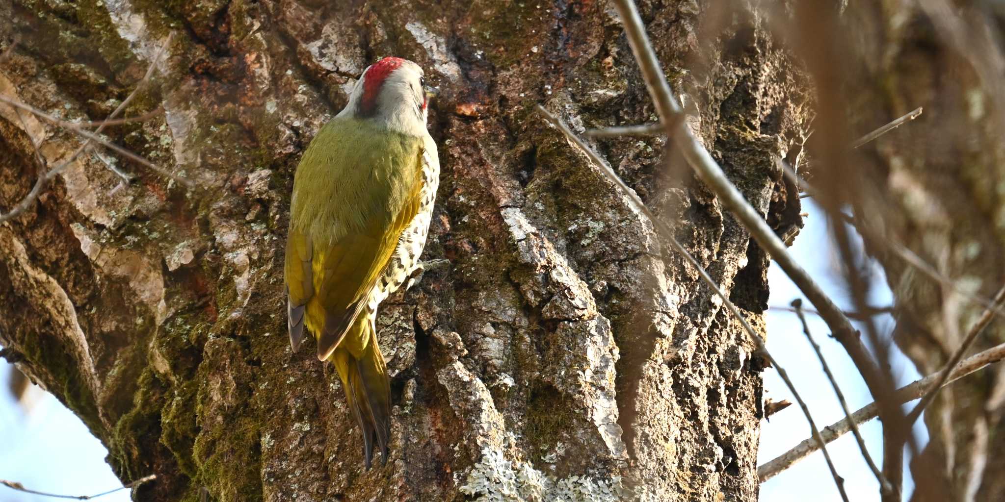 Photo of Japanese Green Woodpecker at Mt. Takao by FUJICAZC1000