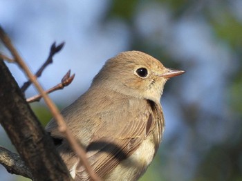 2023年1月8日(日) 埼玉県の野鳥観察記録