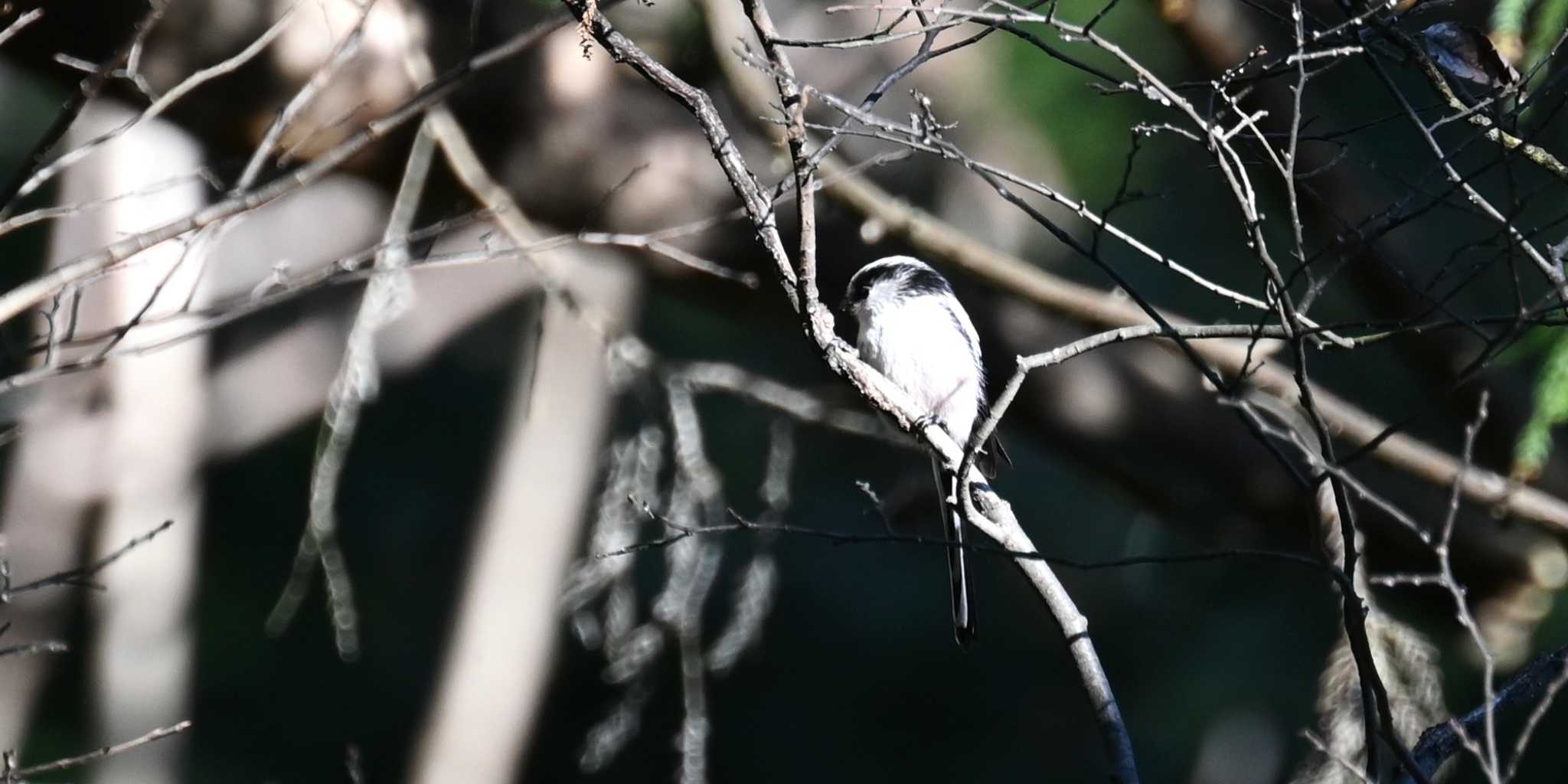 Photo of Long-tailed Tit at Mt. Takao by FUJICAZC1000