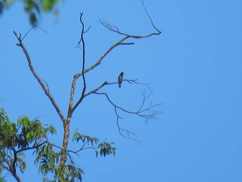 Violet Cuckoo ミンダナオ島 Tue, 3/20/2018