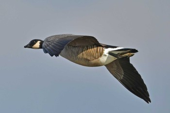 Cackling Goose 大沼(宮城県仙台市) Sun, 1/8/2023