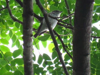 Buzzing Flowerpecker ミンダナオ島 Sat, 3/17/2018