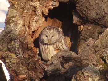 2023年1月8日(日) 鶴居村の野鳥観察記録