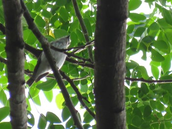 Buzzing Flowerpecker ミンダナオ島 Sat, 3/17/2018