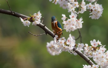 カワセミ 場所が不明 2018年3月27日(火)