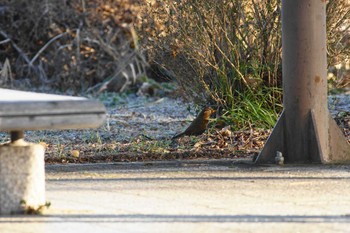 ガビチョウ 渡良瀬遊水地 2023年1月2日(月)