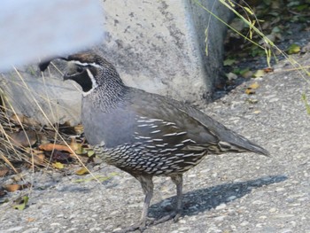 California Quail