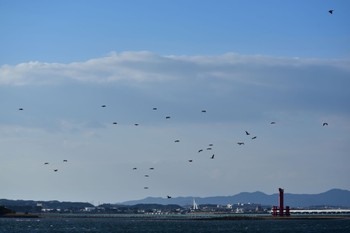 カワウ 浜名湖 2023年1月1日(日)