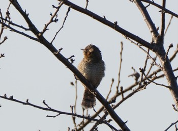 Sun, 1/8/2023 Birding report at Teganuma