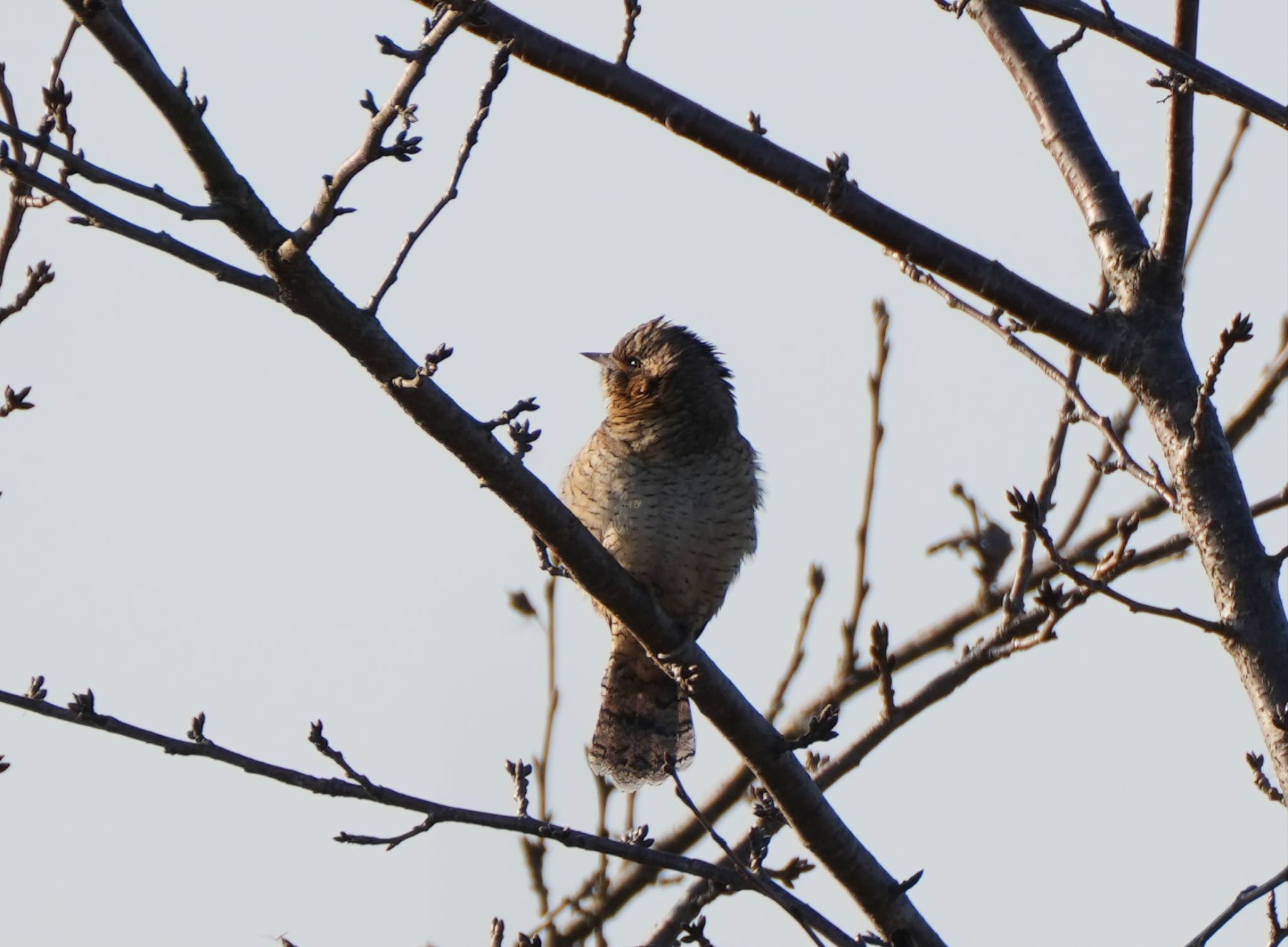 Eurasian Wryneck