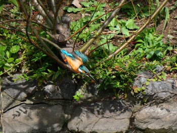 Common Kingfisher 蟹ヶ谷公園 Tue, 10/11/2022