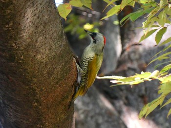 Japanese Green Woodpecker Kinuta Park Sun, 10/23/2022