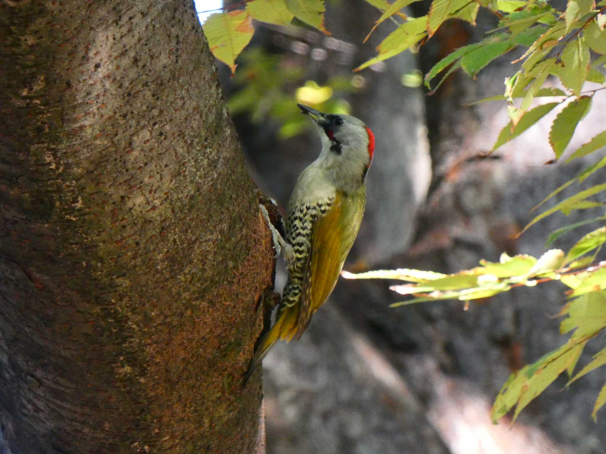 Photo of Japanese Green Woodpecker at Kinuta Park by キビタキ好き