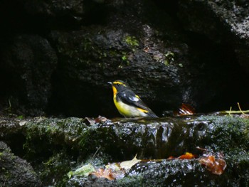 キビタキ 大洞の水場 2022年8月14日(日)