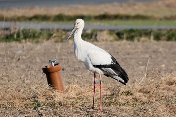 2022年12月30日(金) 多々良沼の野鳥観察記録