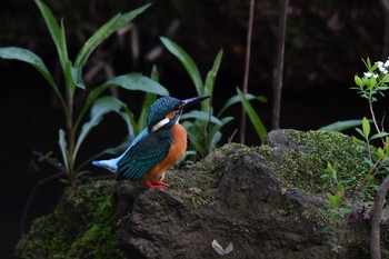 Common Kingfisher Unknown Spots Sun, 3/25/2018