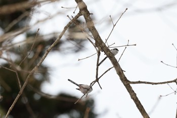 Long-tailed Tit 白馬村和田野 Sun, 1/8/2023