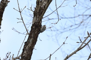 Japanese Pygmy Woodpecker 白馬村和田野 Sun, 1/8/2023