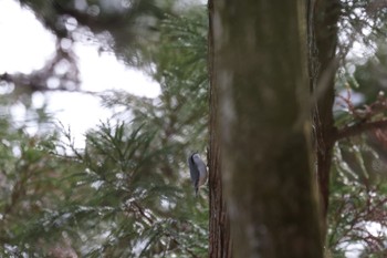 Eurasian Nuthatch 白馬村和田野 Sun, 1/8/2023