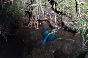 Common Kingfisher Unknown Spots Sun, 3/25/2018