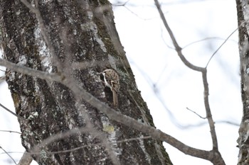 Eurasian Treecreeper 白馬村和田野 Sun, 1/8/2023