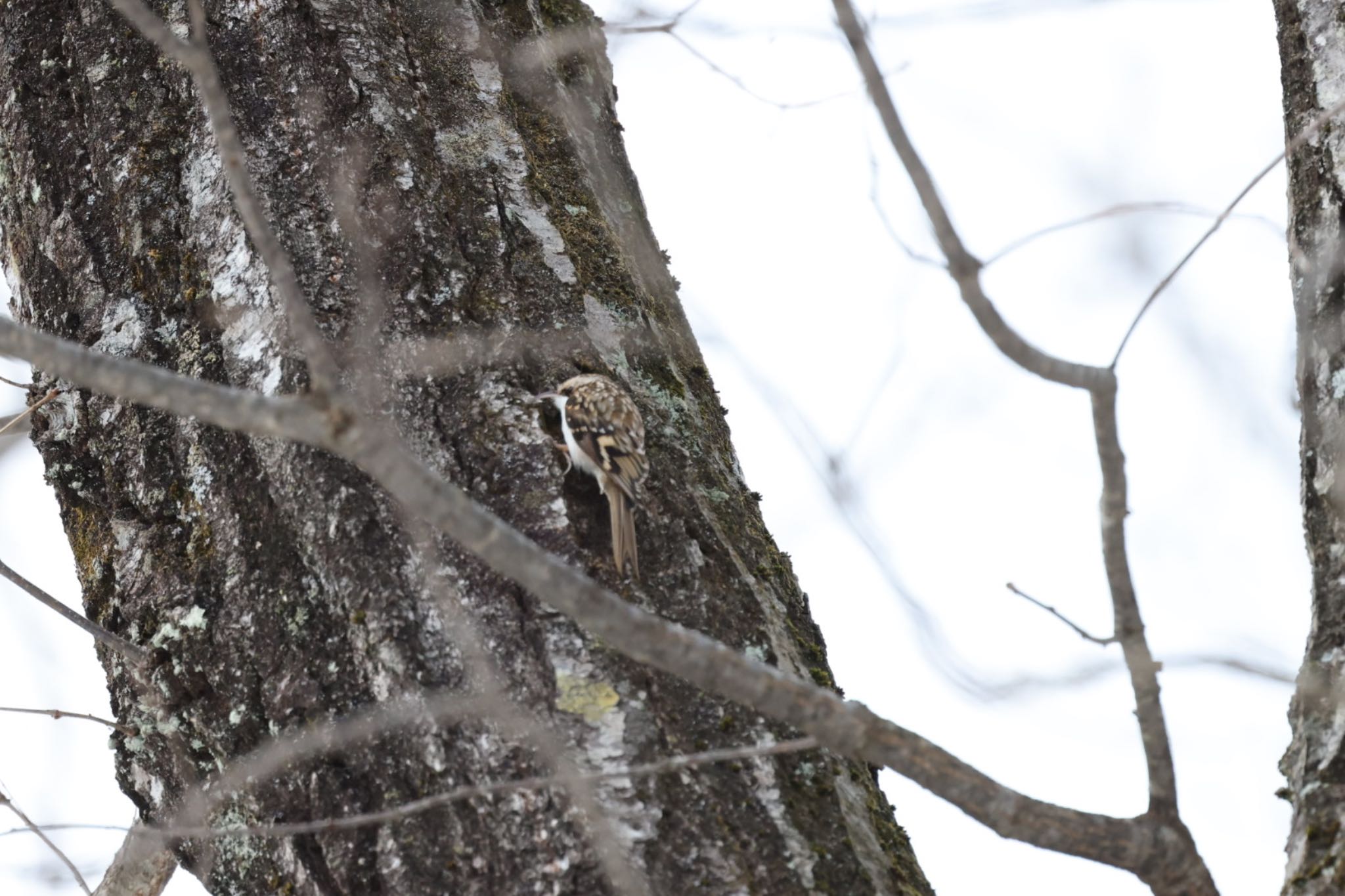 Photo of Eurasian Treecreeper at 白馬村和田野 by アカウント6292