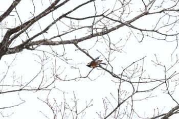 Varied Tit 白馬村和田野 Sun, 1/8/2023