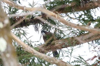 Eurasian Jay 白馬村和田野 Sun, 1/8/2023