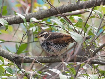 Dusky Thrush 鈴鹿青少年の森(三重県) Sun, 1/8/2023