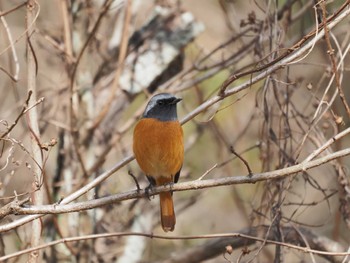 Daurian Redstart 鈴鹿青少年の森(三重県) Sun, 1/8/2023